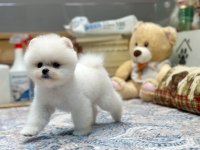 Tedy Face Pomeranian Kızımız