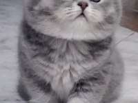 Safkan british longhair ve shorthair yavrularım