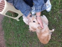 CHIHUAHUA (ŞİVAVA) DİŞİ YAVRU