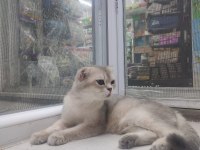 Şecereli anne baba ve yavru golden point scottish fold