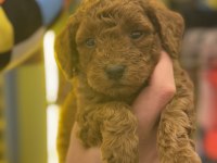 7 Yıllık Tecrübemiz ile poodle yavrularımız sizlerle