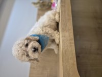 Toy poodle yavrum