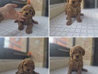 Tuvalet eğitimli aşıları tam dişi 2.5 yaş pomeranian