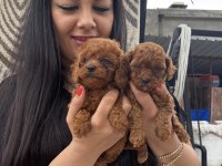 Mükemmel kore ve toy poodle yavrularım
