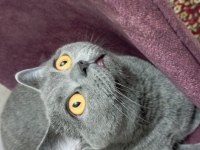 1.5 Yaşında Dişi Kısır British Shorthair