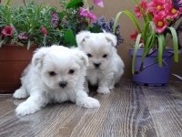 Kore Maltese erkek yavrular