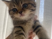 British golden shorthair/longhair erkek dişi