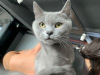 Uysal british shorthair balımıza yeni yuva