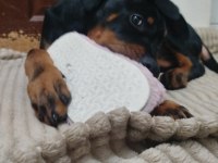 4 aylık erkek doberman