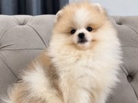 Erkek Pomeranian Boo Party Colour
