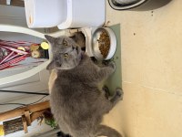 Ücretsiz British Shorthair Kedimiz