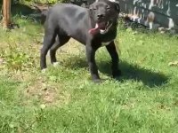 3 aylık cane corso