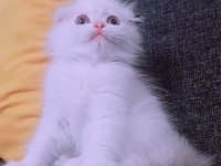 İstanbul içinde ulaşımını sağlıyorum british longhair