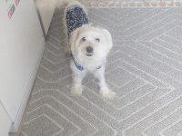 Maltese terrier köpeği
