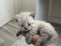 BRİTİSH FOLD ERKEK 31 MART DOĞUMLU YAVRU