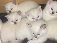 British Shorthair Blue Point Yavru