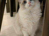 Şampiyon Anne Babanın Şecereli Ragdoll Yavruları
