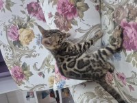 Bengal Erkek Yavrular Piyasada En Uygunu