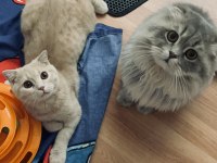 ÇOK YAKIŞIKLI VE USLU SCOTTİSH LONGHAİR OĞLUMUZ