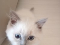 Uysal ve sevimli british shorthair