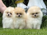 Show kalite sçr li pomeranian boo yavrularımız