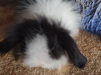 Teddy lop tavşan yavrular mavi göz