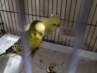 TAKASA AÇIK YUMURTALI HAZIR MUHABBET KUŞU TAKIMLAR