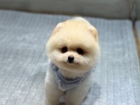 Orjinal Pomeranian Boo yavrumuz Moi
