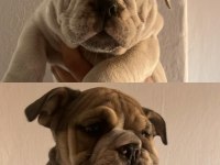 Tombik İngiliz Bulldog Bebeklerimiz