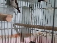Bengal ispinozu Takım