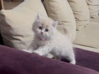British longhair yavrularıma ömürlük yuva arıyorum