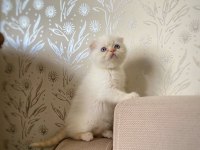 A KALİTE SCOTTİSH FOLD ERKEK