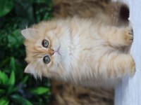British longhair dişi kedimiz