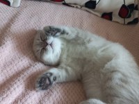 8 aylık dişi scottish fold aşıları tam