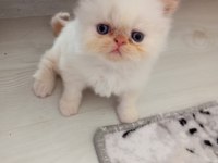 İran Kedisi Pamuklarım
