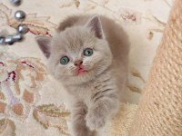GRİ LİLAC DİŞİ ERKEK KEDİLER