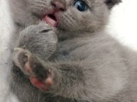 Yavru dişi uysal minik scottish fold