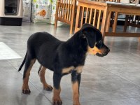 4 AYLIK DİŞİ ROTTWEİLER AŞILARI TAM