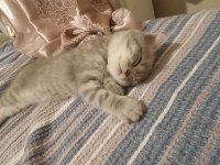 2 aylık yavru scottish fold erkek