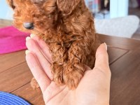 Sağlıklı 3 aylık Toy Poodle
