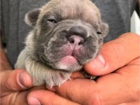 French Bulldog Dişi