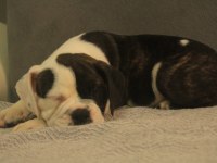 Avrupa standartlarında İngiliz bulldog