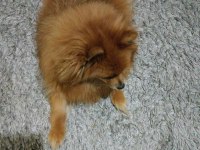 Pomeranian köpeğimize güzel bir aile arıyoruz