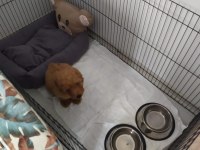 2.5 aylık koyu renk toy poodle