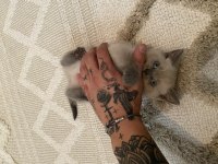 3 aylık blue point british shorthair
