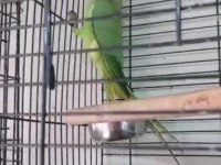 4 aylık pakistan papağanı