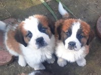 Sarkan St Bernard Yavrular