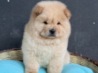 PANDA GİBİ AYICIK ÇİN ASLANI YAVRULAR