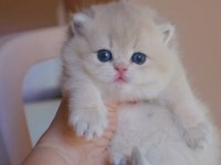 Canlı peluş AY Golden british longhair