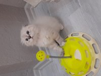 Scottish fold dişi
